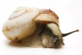 Euhadra amaliae Japan adult